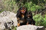 KING CHARLES SPANIEL 171